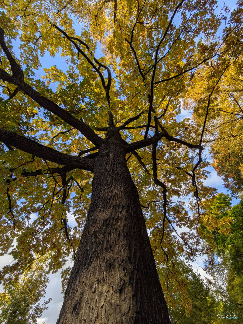 airy-tree_fs-standard-zmc9ju.jpg
