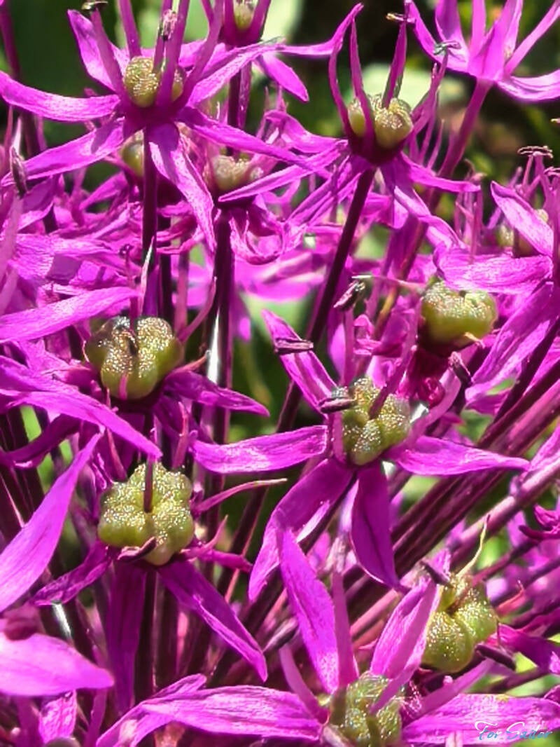 alliums_fs-standard.jpg