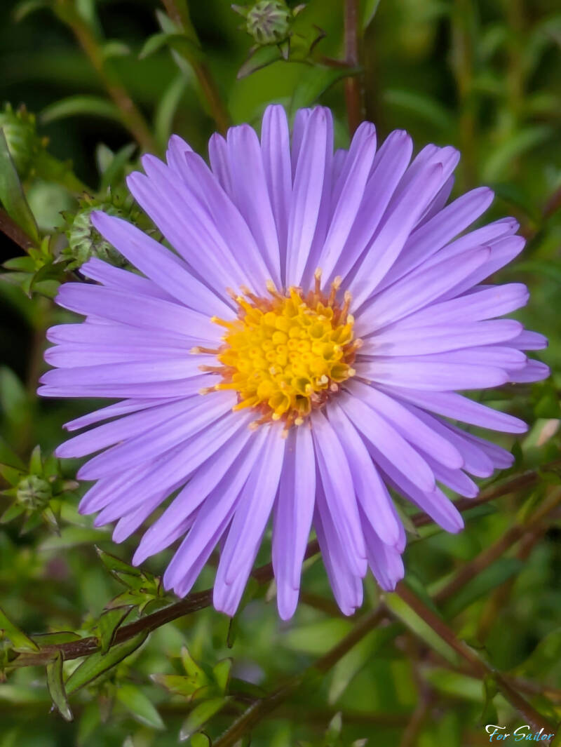 aster_fs-standard.jpg