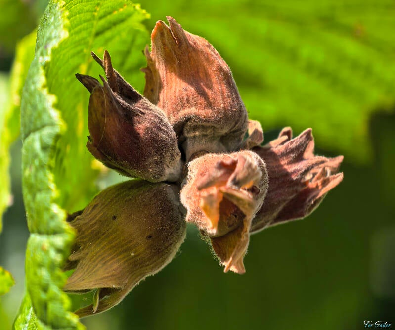 baby-hazelnuts_fs-standard.jpg
