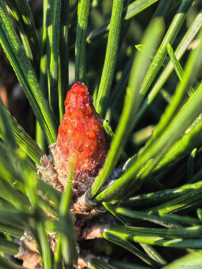 baby-pine-cone_fs-standard.jpg
