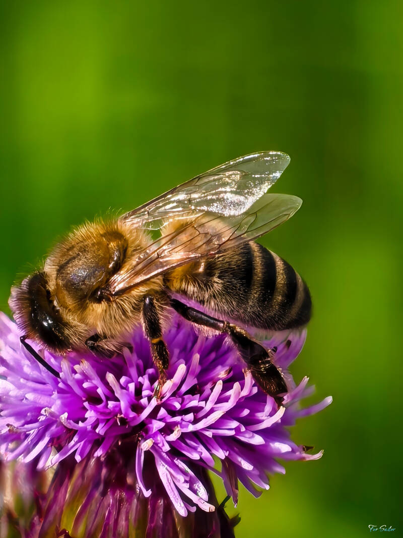 bee-wings-1-_fs-standard.jpg