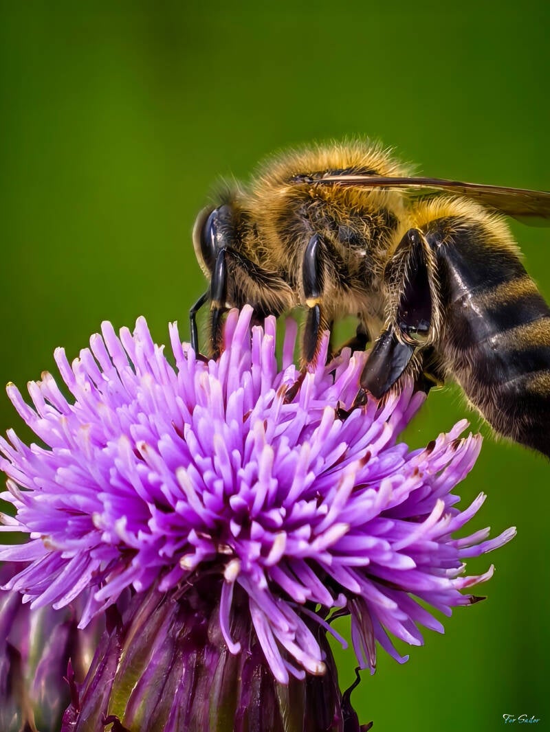 bee_fs-standard.jpg