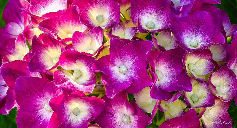 bigleaf-hydrangea-standard.jpg