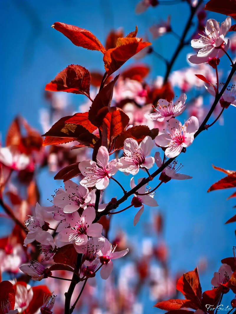 black-cherry-plum_fs-standard.jpg