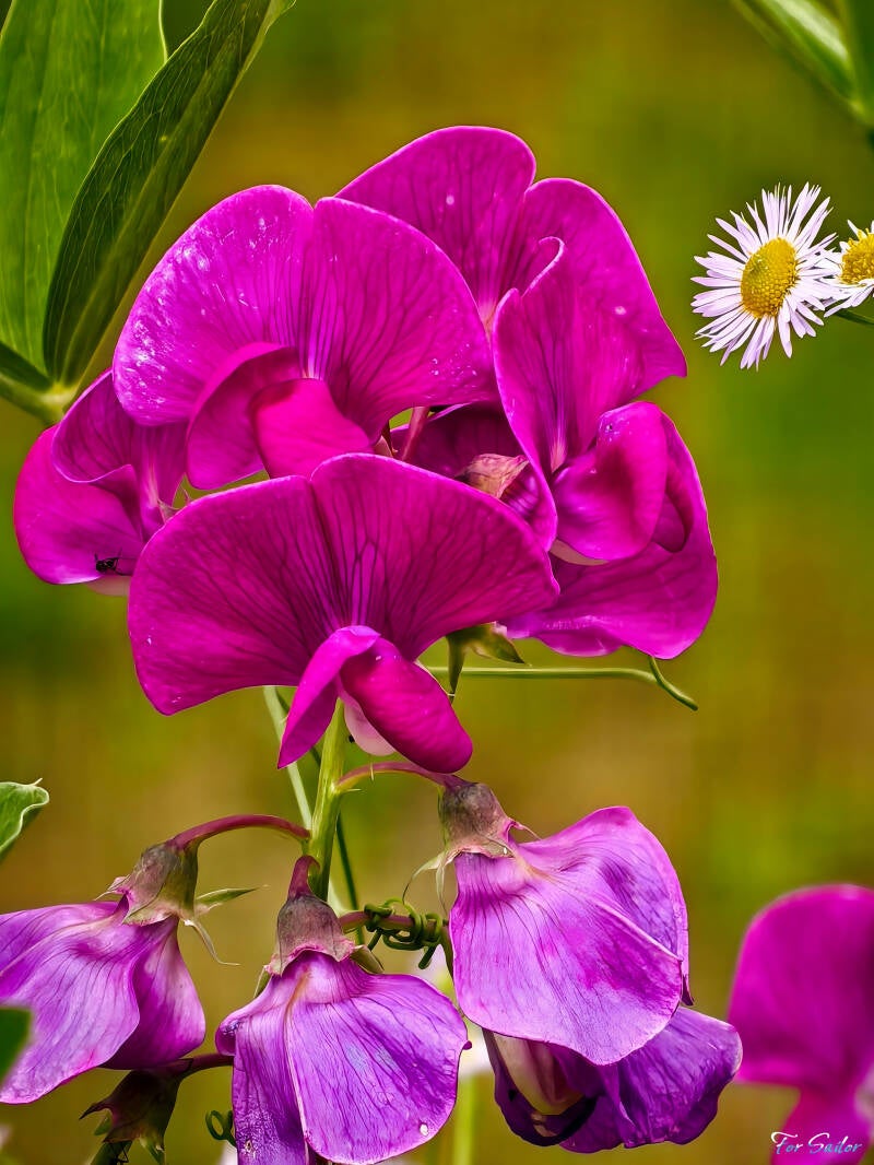 broad-leaved-everlasting-pea_fs-standard.jpg