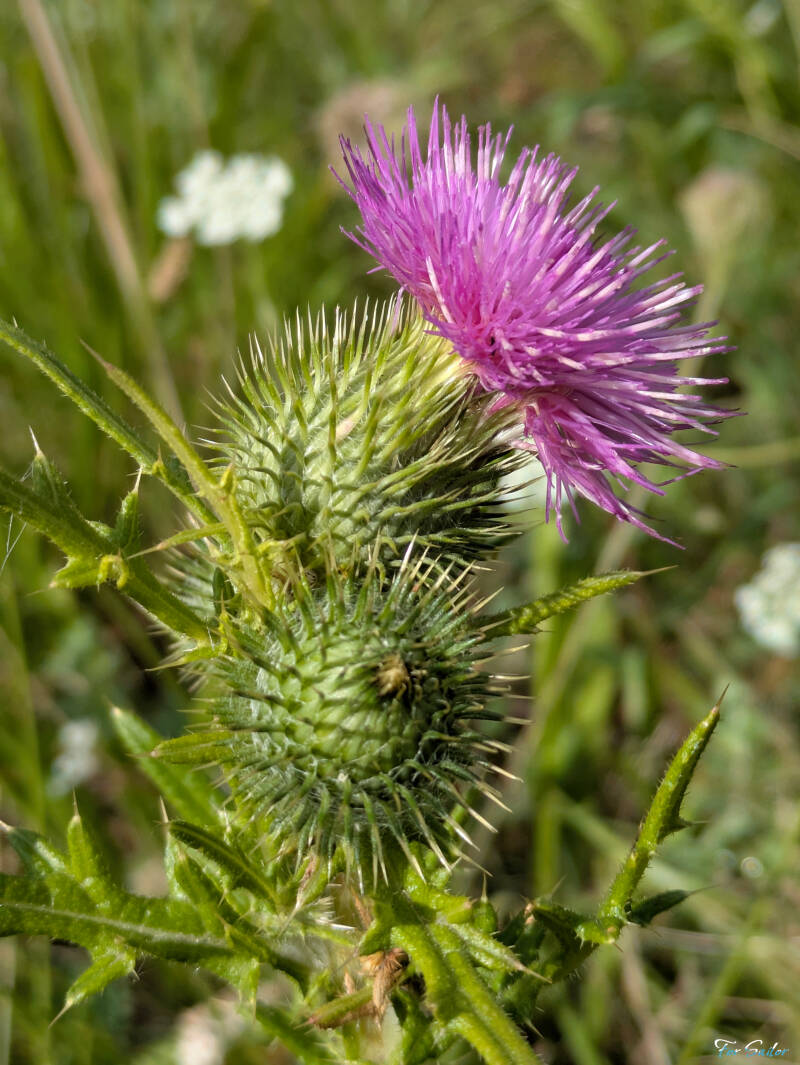 bull-thistle_fs-standard.jpg