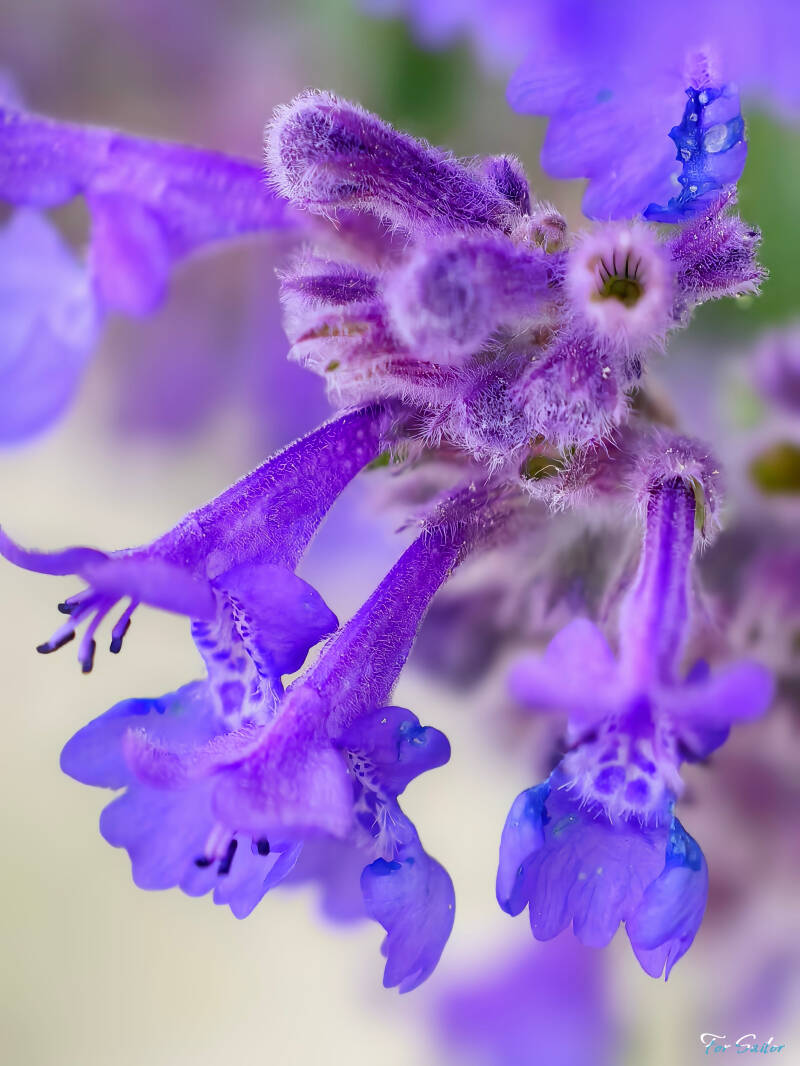 catmint_fs-standard.jpg