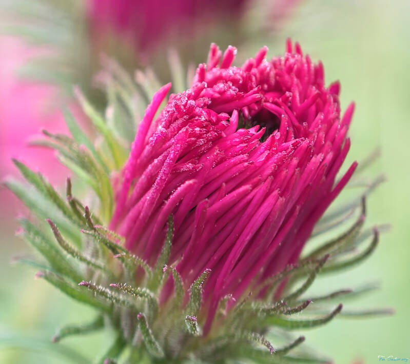 china-aster_fs-standard.jpg