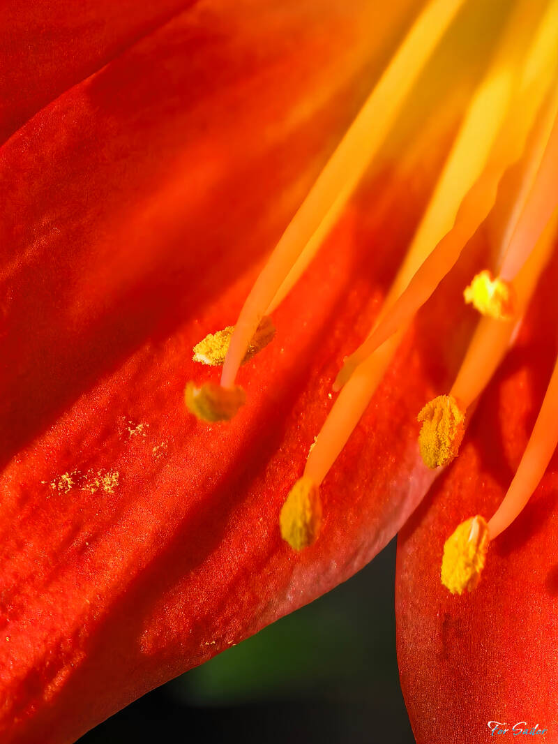 clivia_fs-standard.jpg