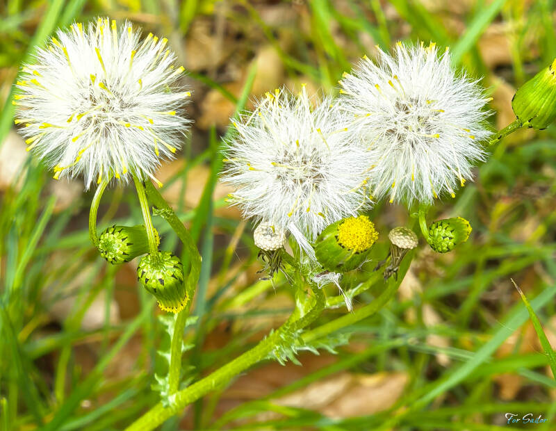 common-groundsel_fs-standard.jpg