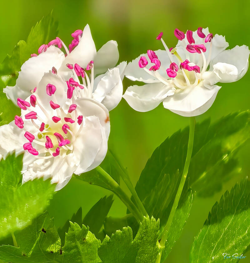 common-hawthorn_fs-standard.jpg