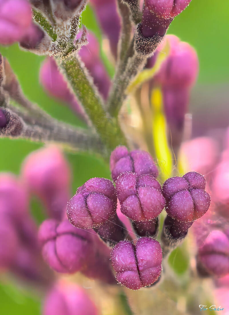 common-lilac_fs-standard.jpg