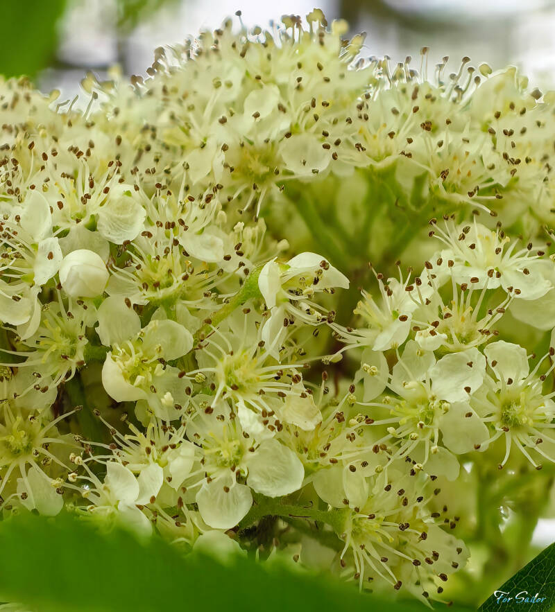 common-whitebeam_fs-standard.jpg