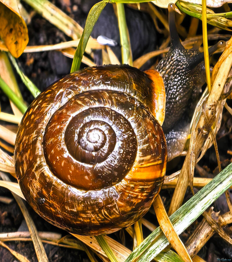 copse-snail_fs-standard.jpg
