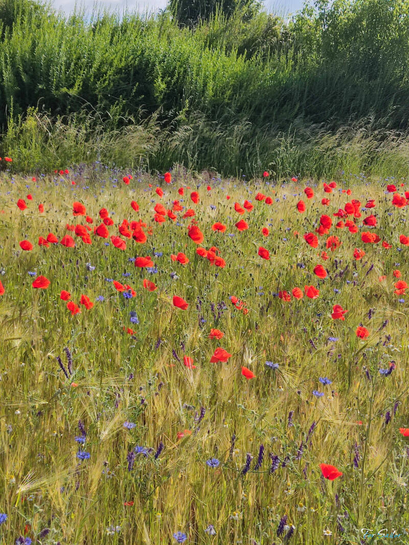 corn-field-flowers_fs-standard.jpg