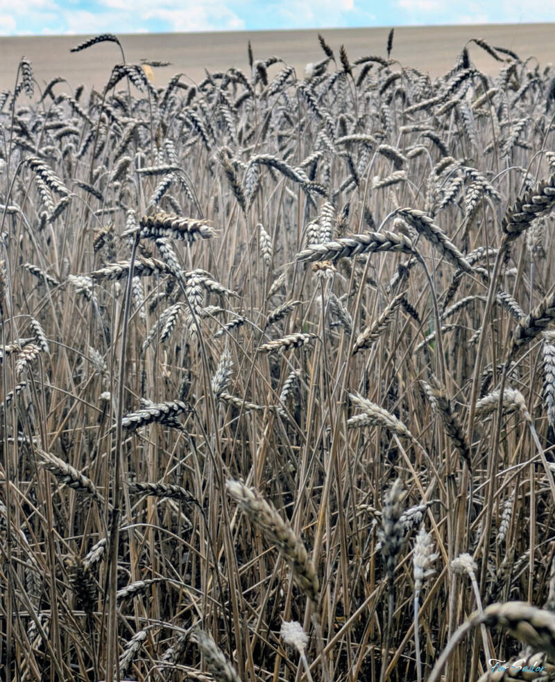 corn-field_fs-standard.jpg