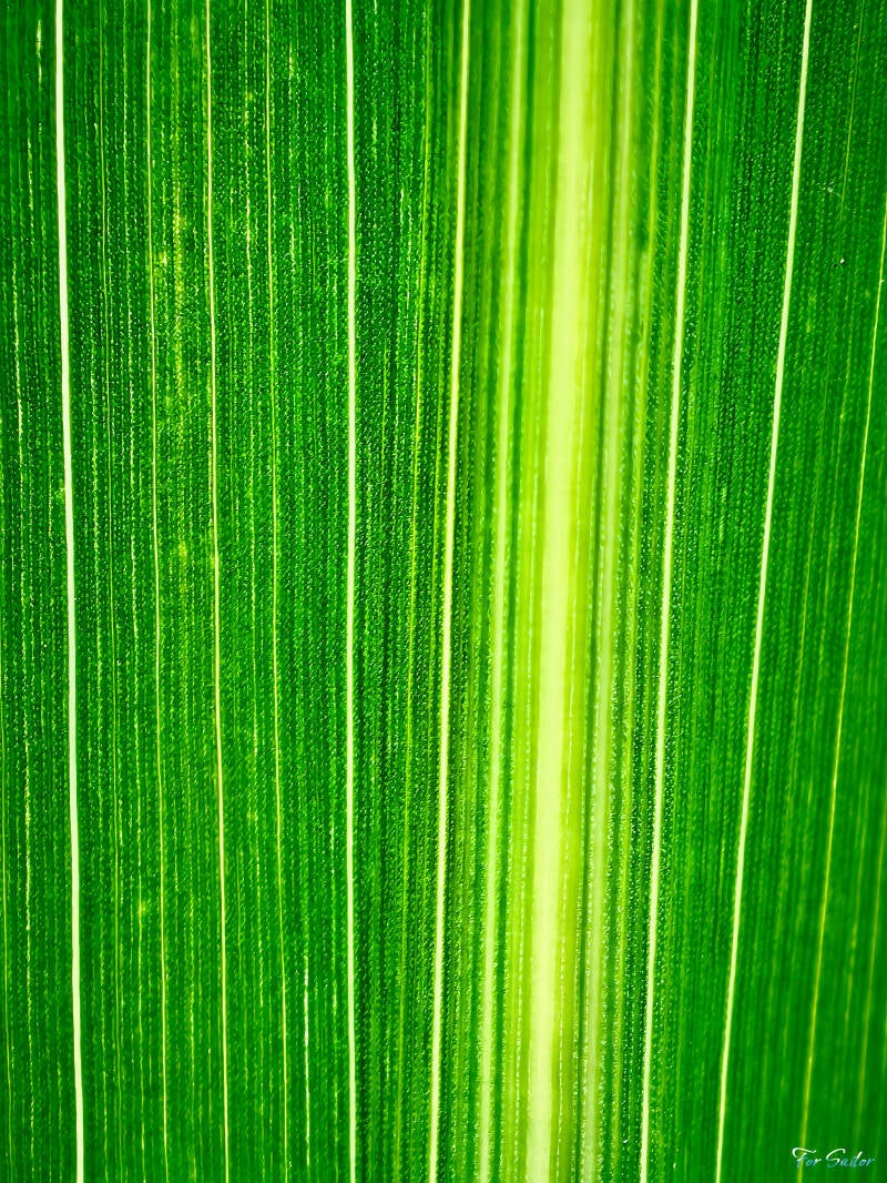 corn-leaf_fs-standard-yt1a66.jpg