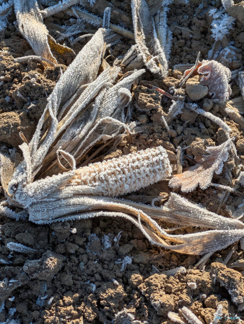corn-on-the-ice_fs-standard.jpg