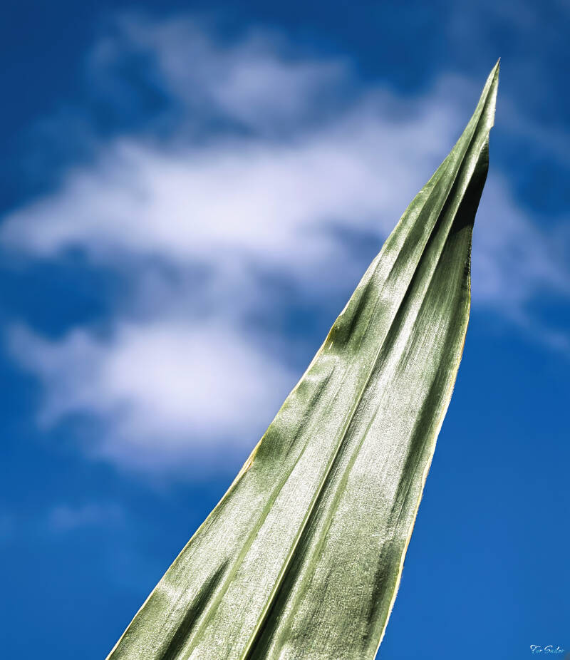corn-sail_fs-standard.jpg