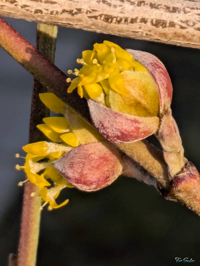 cornelian-cherry-2-_fs-standard.jpg