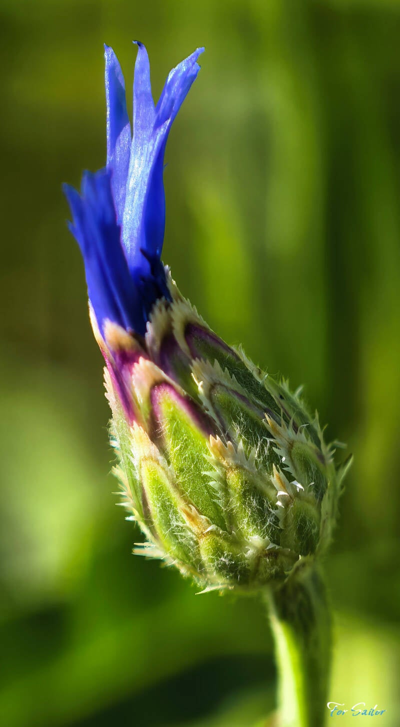cornflower-bud_fs-standard.jpg