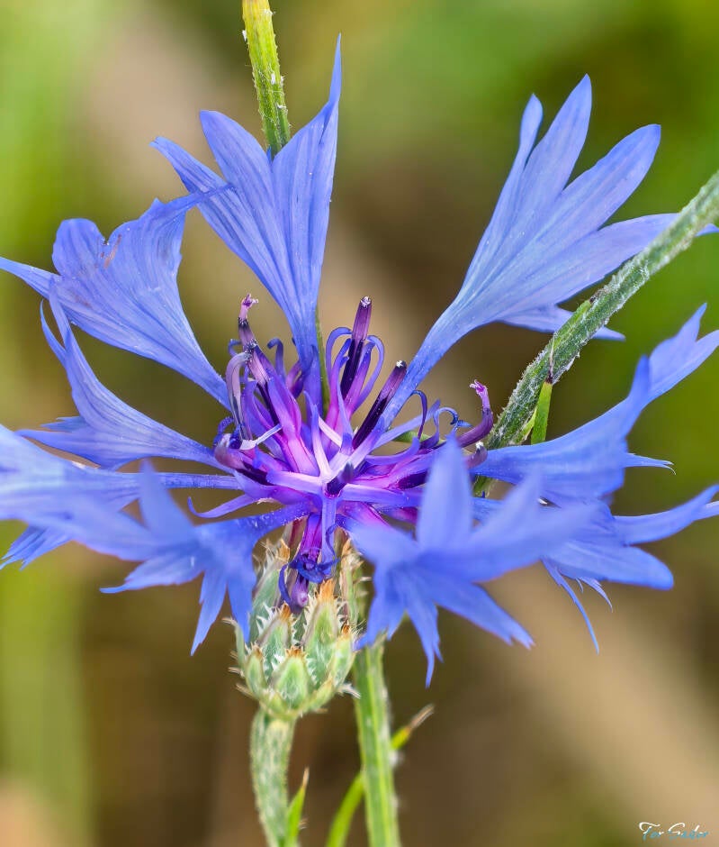 cornflower_fs-standard.jpg