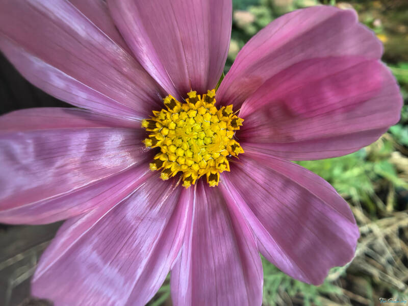 cosmos-flower_fs-standard.jpg