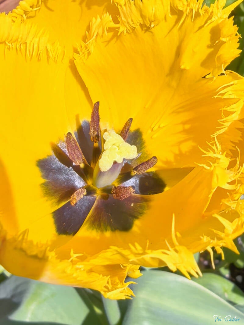 crystal-star-tulip_fs-standard.jpg