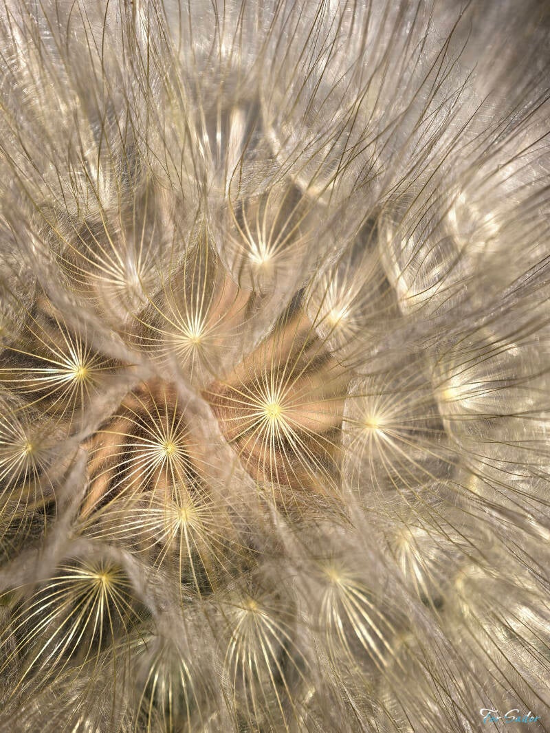 dandelion-2-_fs-standard.jpg