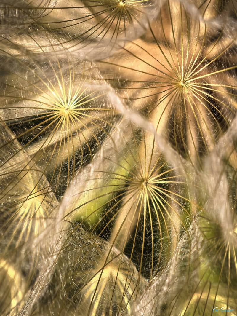 dandelion-detail-_fs-standard-xcb08o.jpg