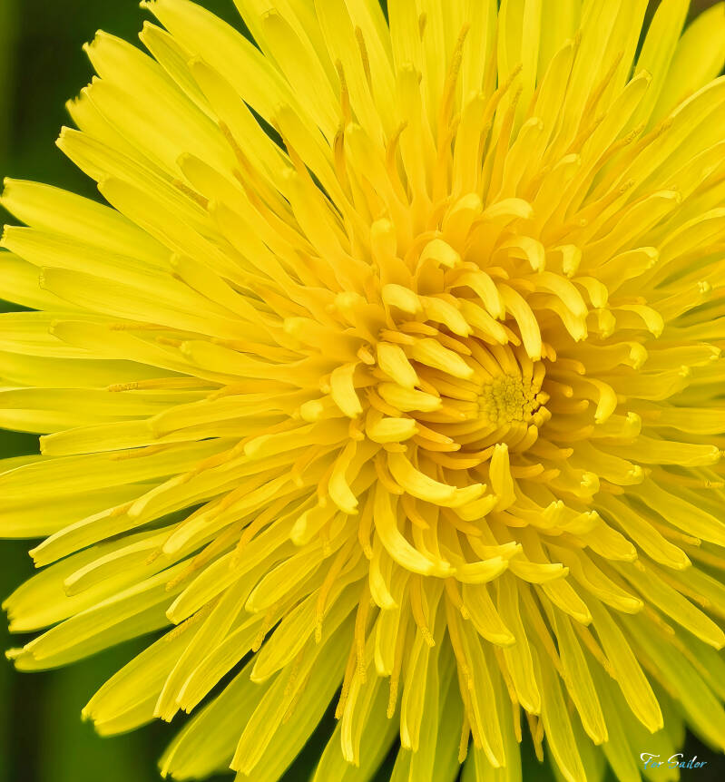 dandelion_fs-standard.jpg