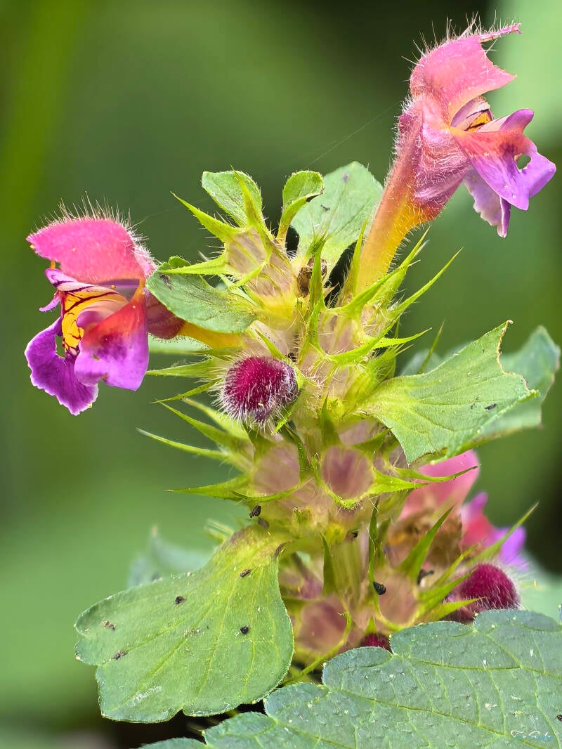 downy-hemp-nettle_fs-standard.jpg
