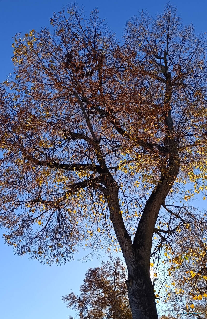 dusk-tree_fs-standard-kytnxq.jpg