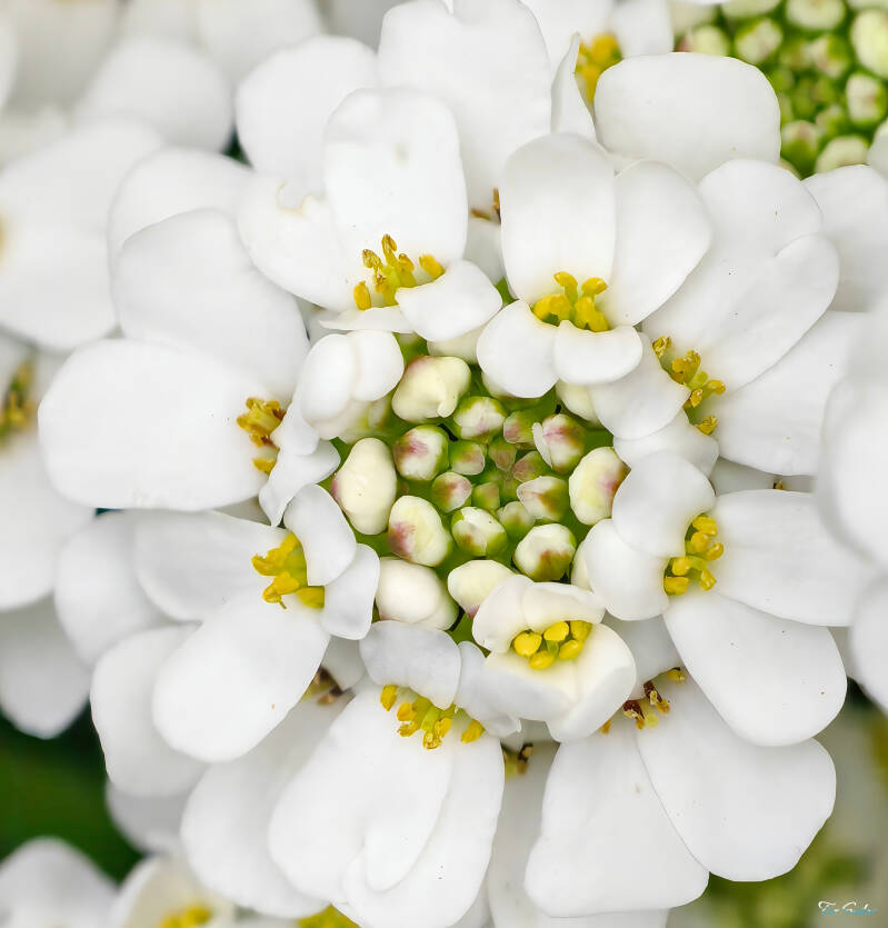 evergreen-candytuft_fs-standard.jpg