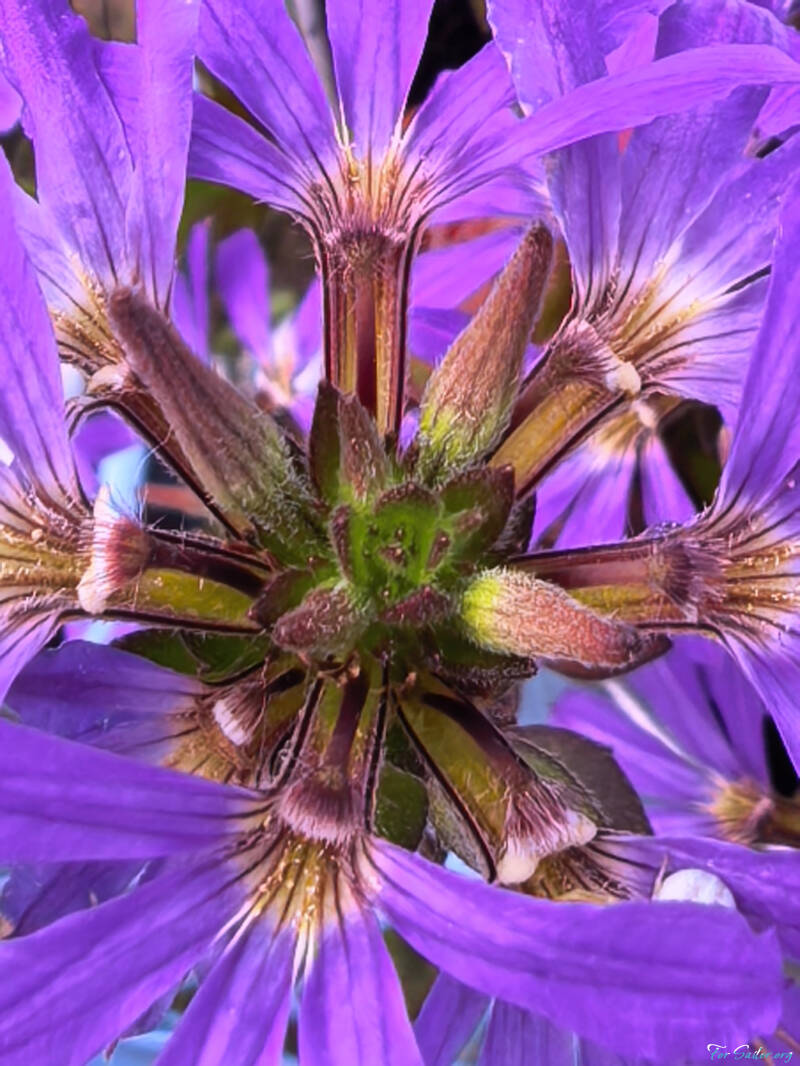 fairy-fan-flower_fs-standard.jpg