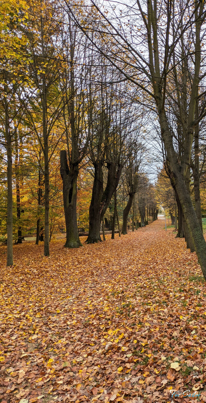 fall-leaves_fs-standard.jpg