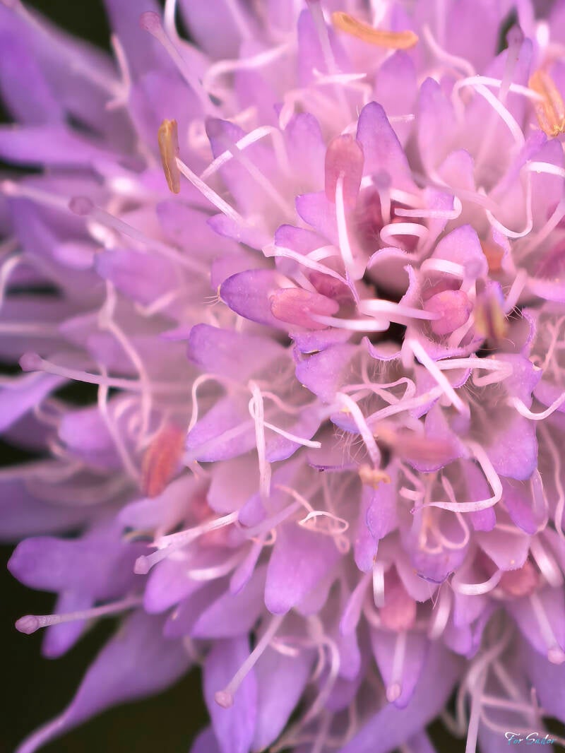 field-scabious_fs-standard.jpg