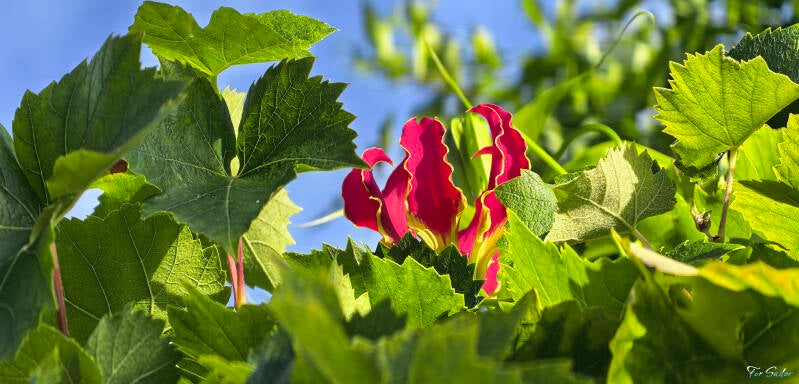 flame-lilly_fs-standard.jpg