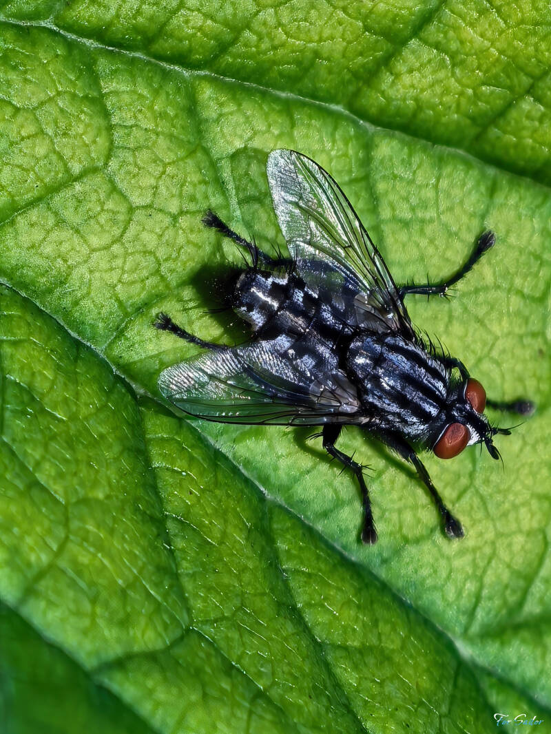 flesh-fly_fs-standard.jpg