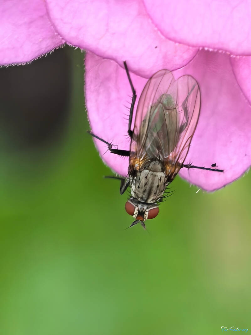 flower-fly_fs-standard.jpg