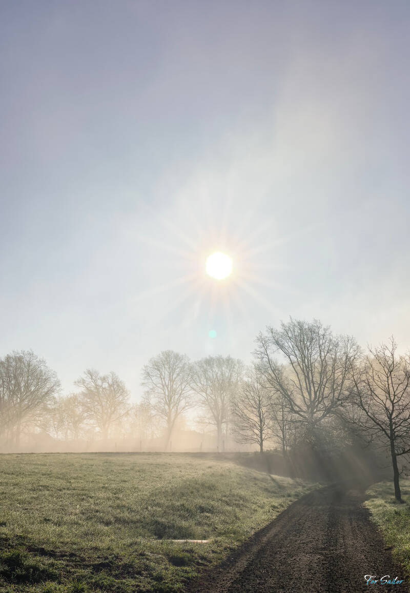 foggy-trees_fs-standard-4vc4xv.jpg