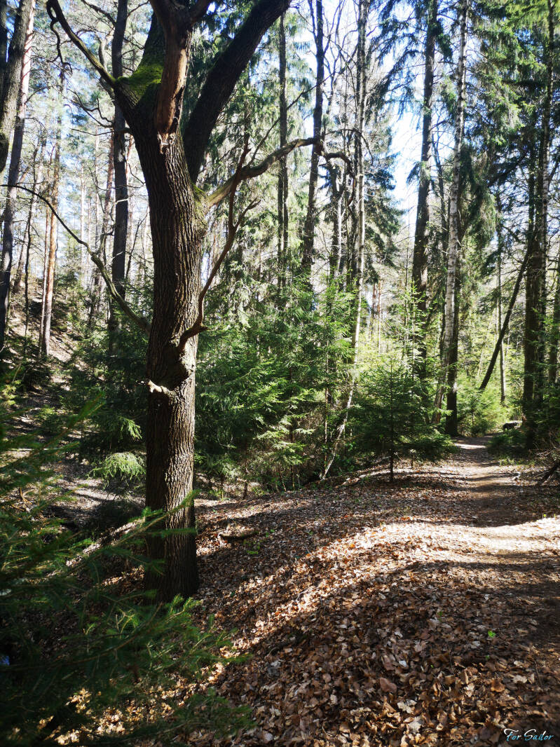 forest-1-_fs-standard.jpg