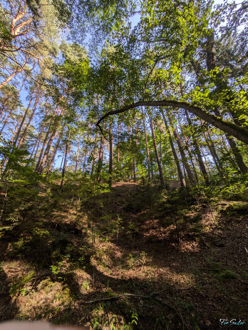 forest-2-_fs-standard.jpg