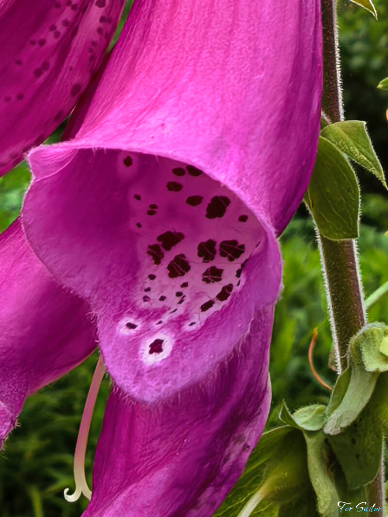 foxglove_fs-standard.jpg
