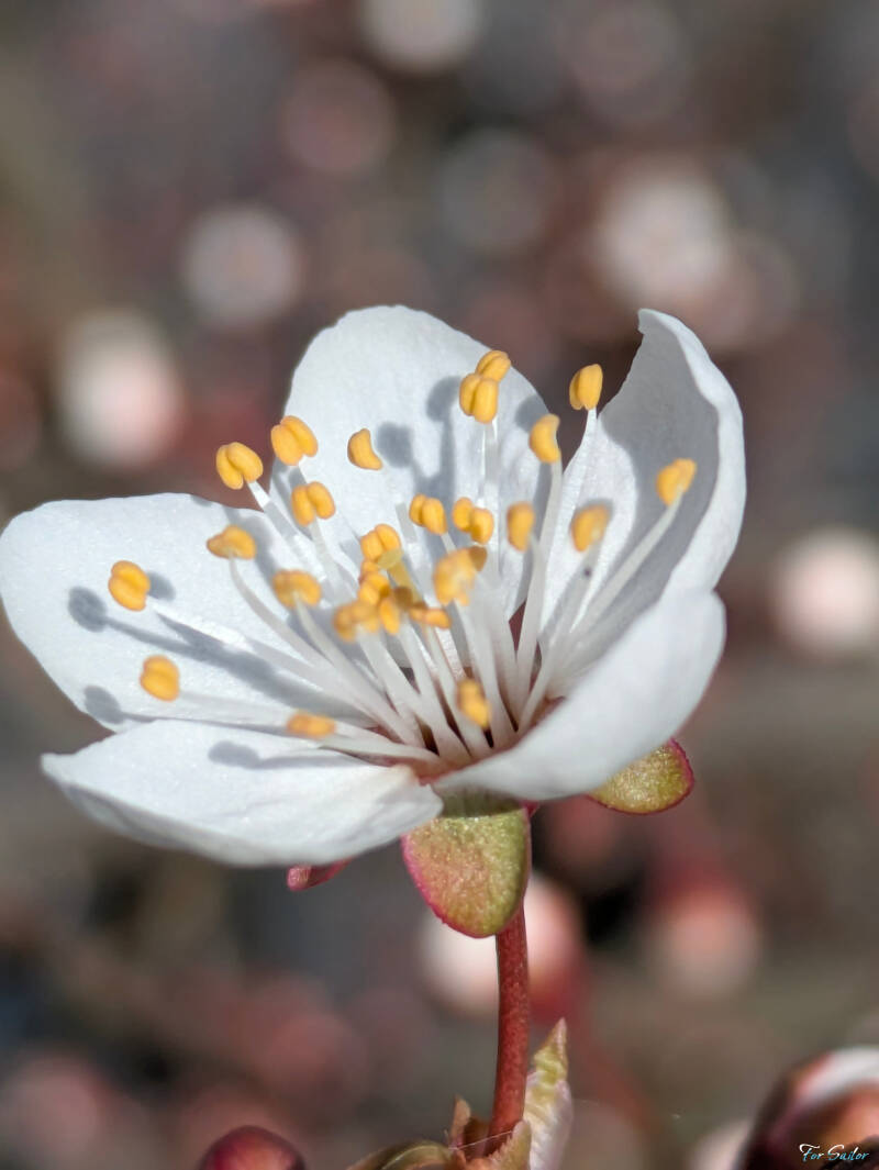 fuji-cherry-1-_fs-standard.jpg