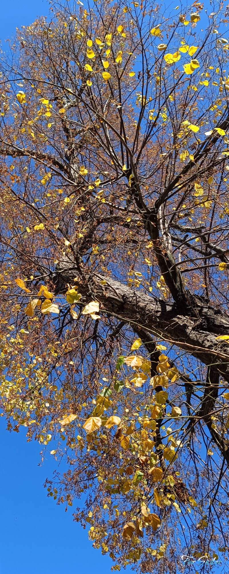 glitter-tree_fs-standard.jpg
