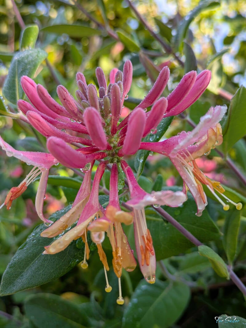 goldflame-honeysuckle_fs-standard.jpg