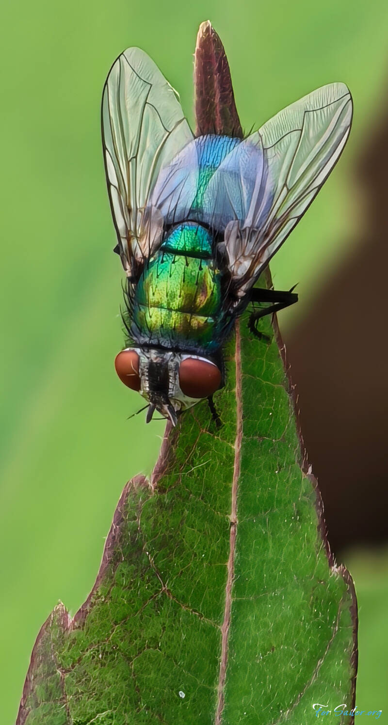 green-bottle-fly_fs-standard.jpg