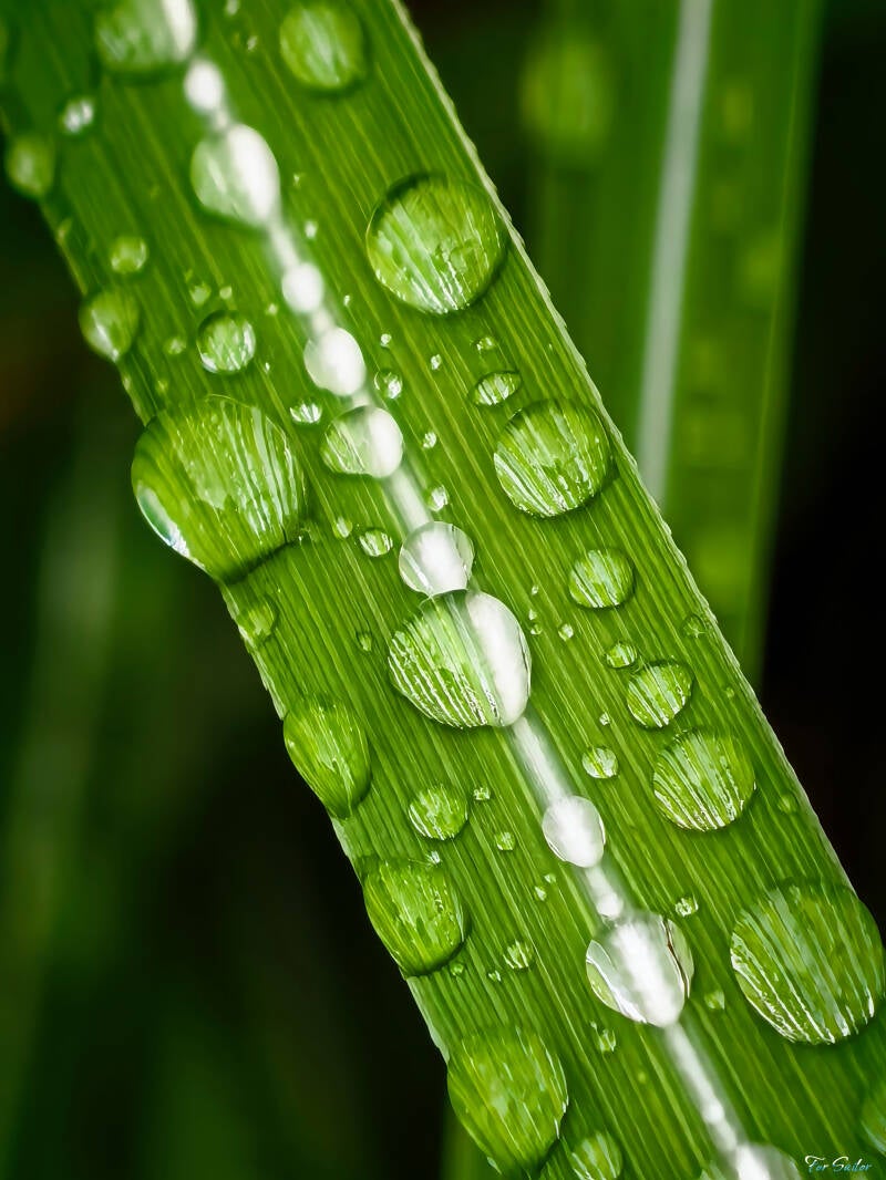 green-drops-1-_fs-standard.jpg